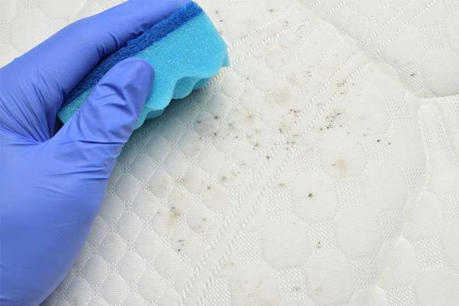 muffa-materasso-foto muffa materasso