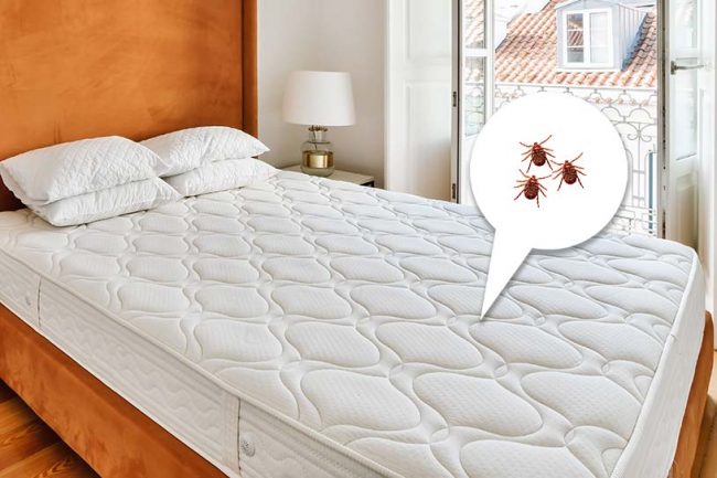 eliminare-acari-materasso eliminare-acari-materasso